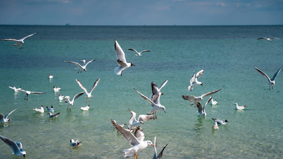 mai-multe-specii-de-pasari-salbatice--afectate-drastic-de-gripa-aviara--in-marea-britanie-si-irlanda_64761900