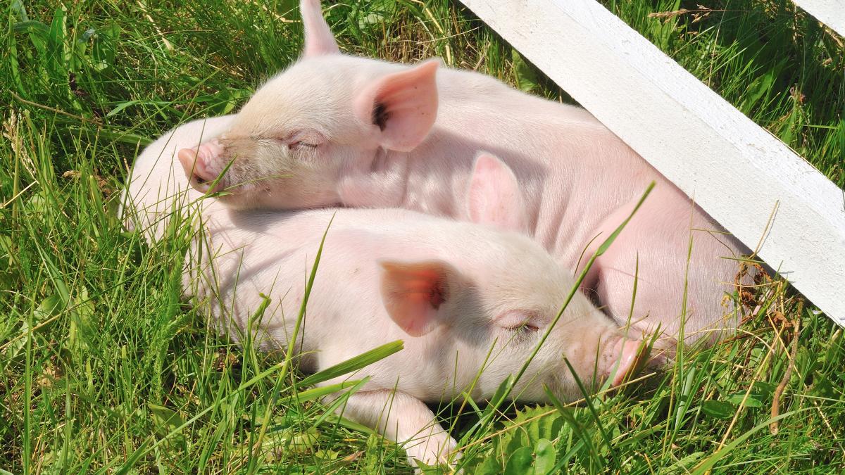 porci-modificati-genetic-pentru-transplaturi-de-organe-si-celule-la-om_14583700