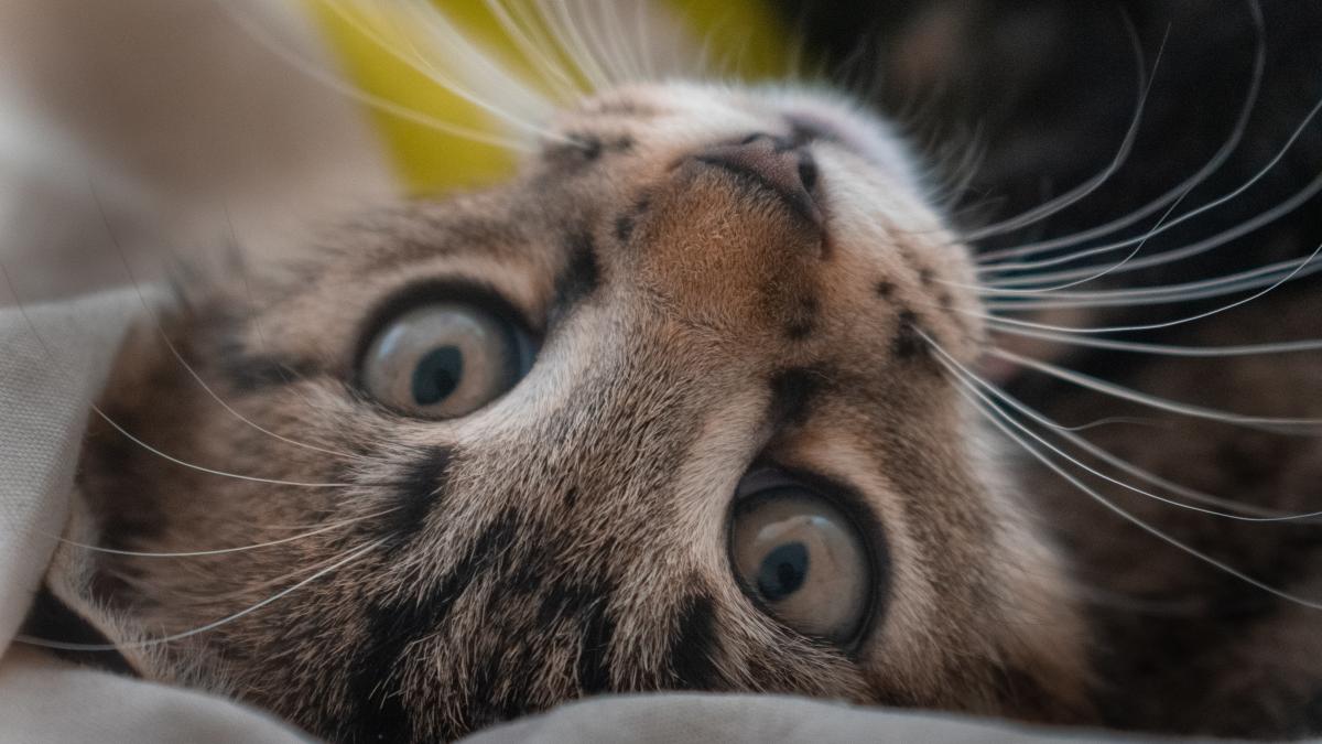 pisica-cutee_71562700