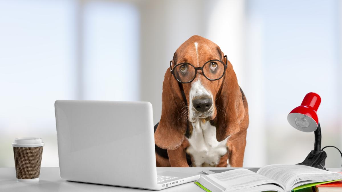 caine-destept_02045000