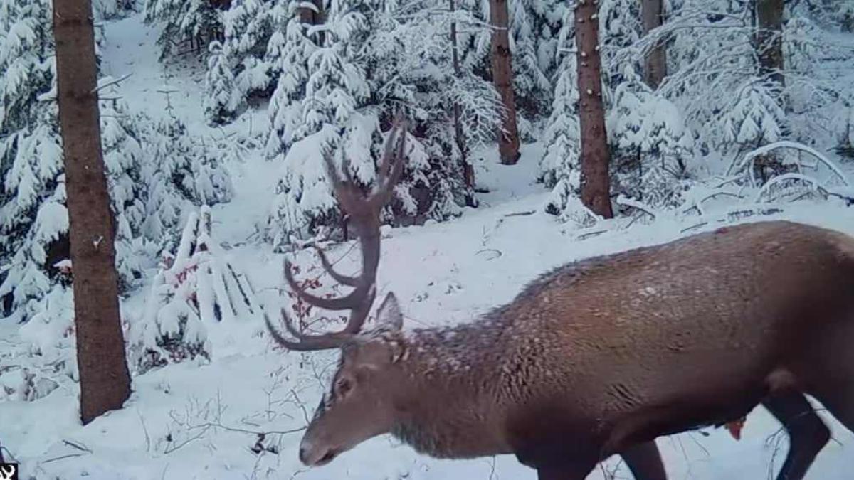 imagini-adorabile-cu-cerbi-si-ciute--surprinse-in-padurile-parcului-natural-putna-vrancea_54583700