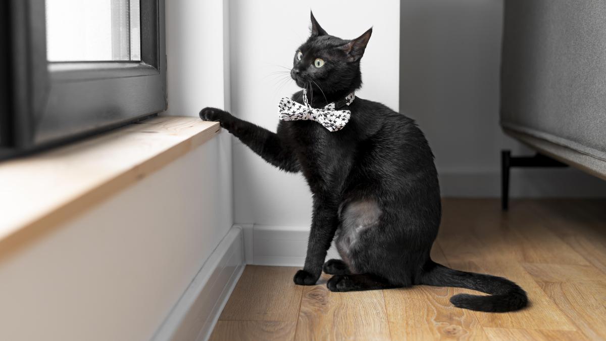 pisica-neagraa_78628200