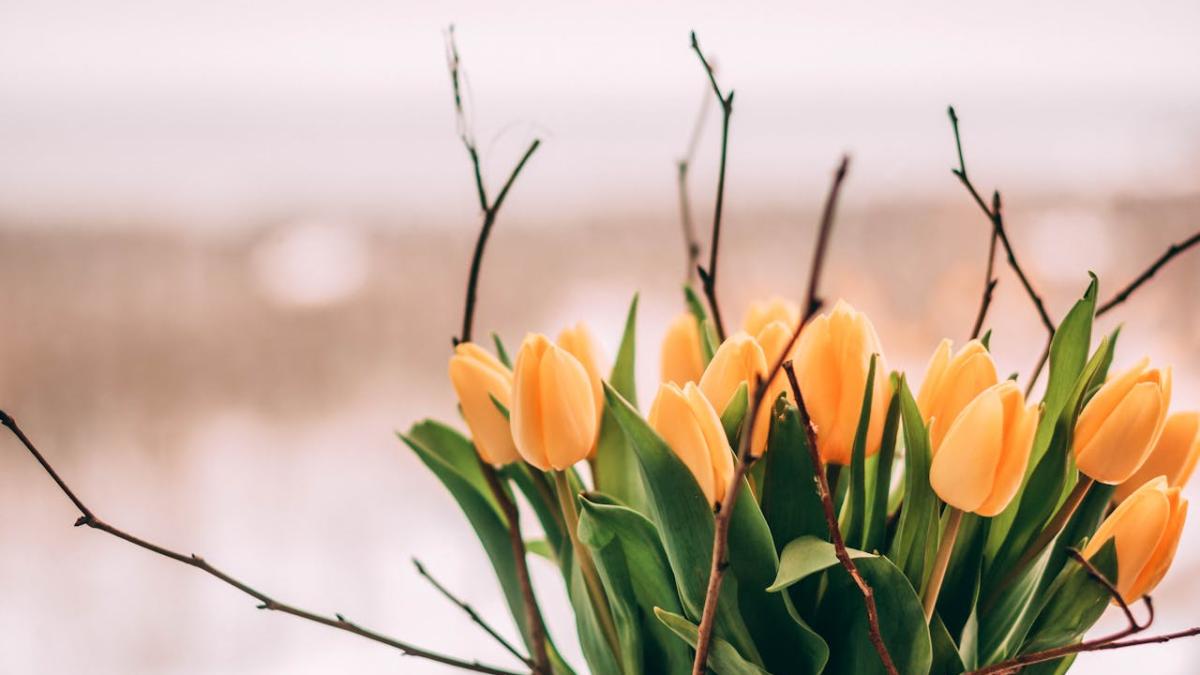 lalele-primavara_67325900