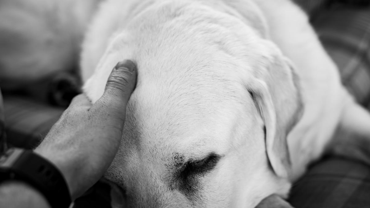 povestea-lui-strumf_96425800