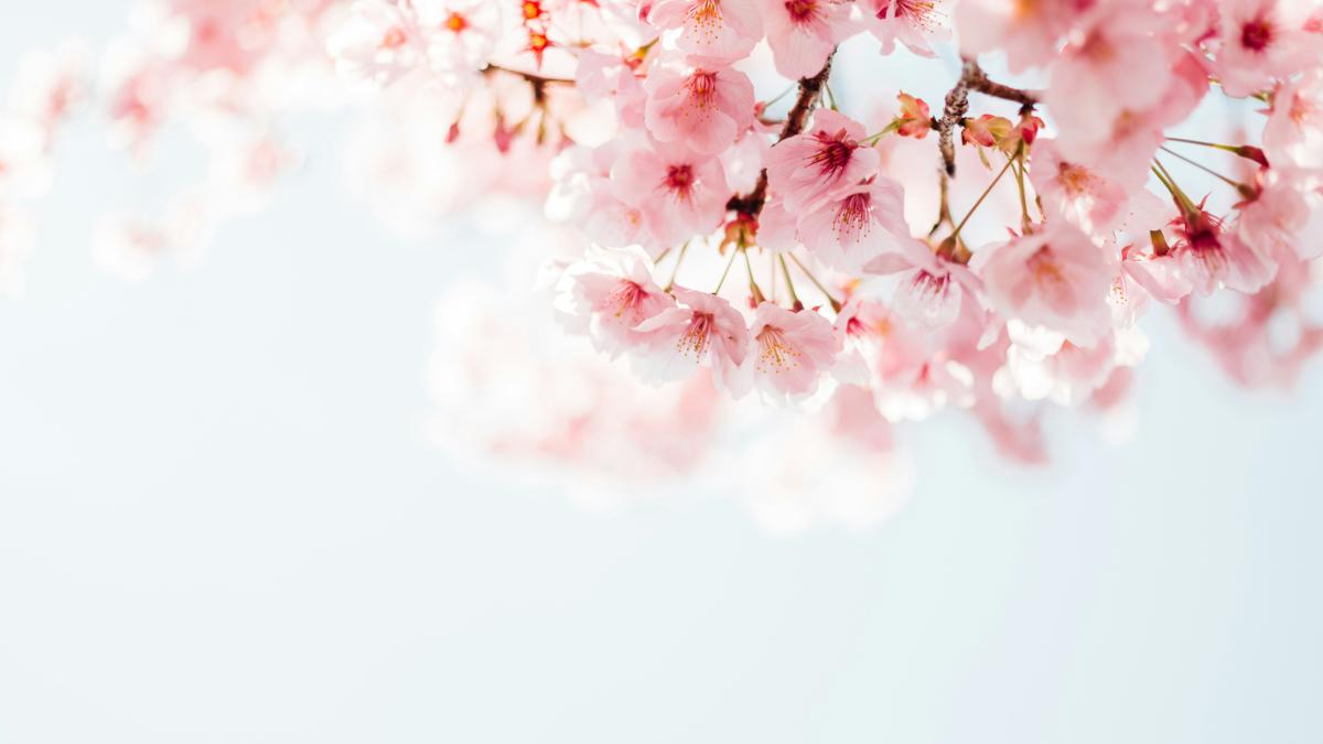 vina-primavara-elena-mateescu_83825900