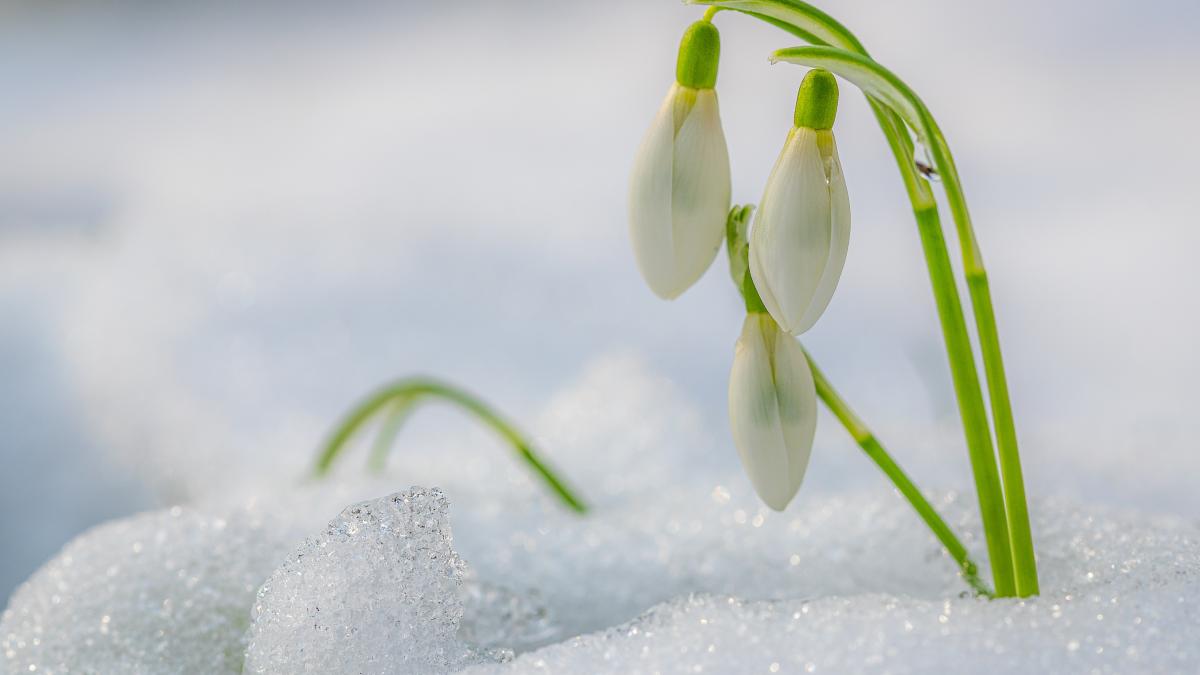 vremea-pana-vineri--23-februarie--temperaturi-de-primavara--dar-si-ninsoare_31273400