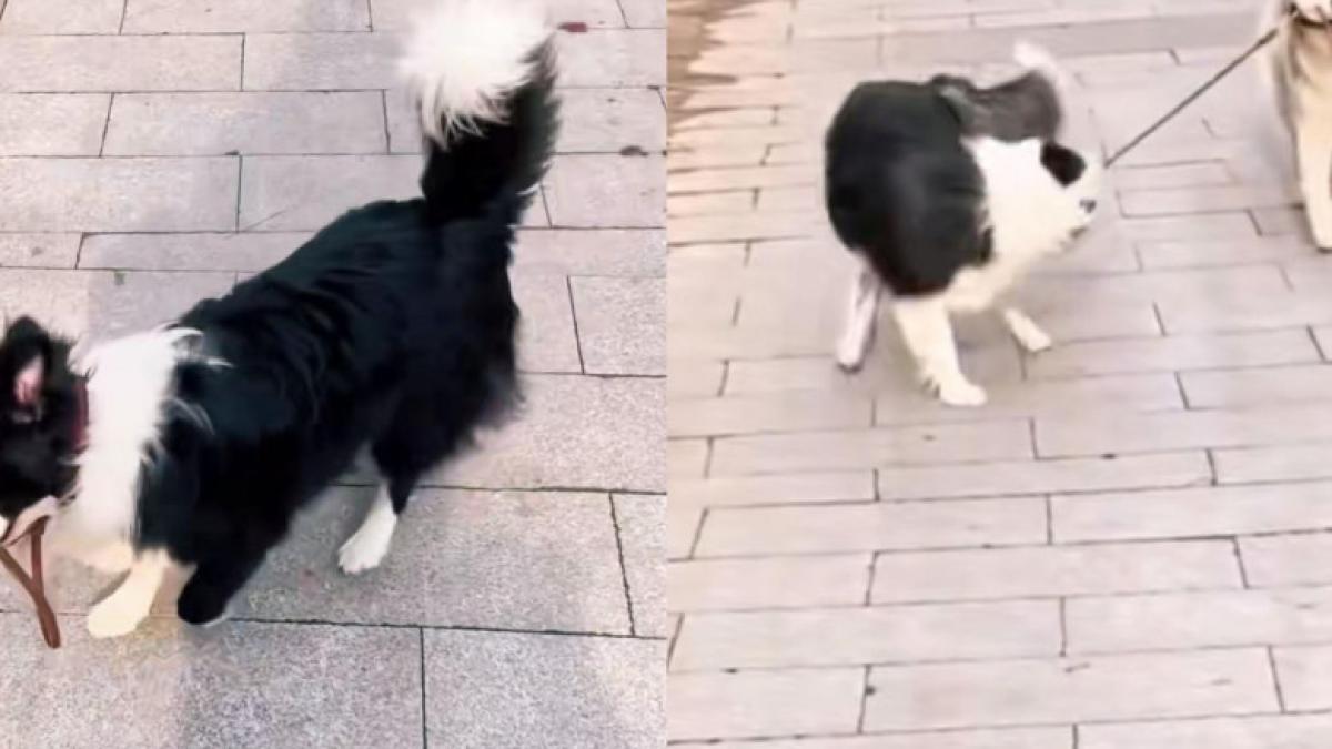 caini-fara-lesa_36630600