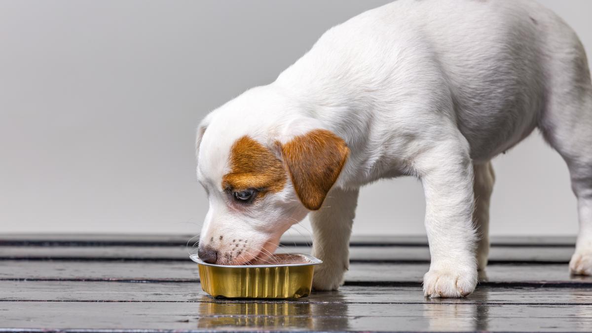 hrana-umeda-caini_33708300