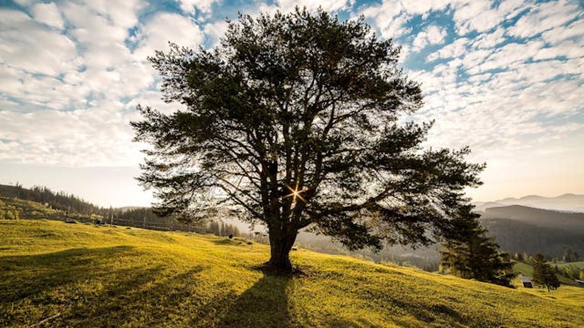 peisaj-pexels_00109900