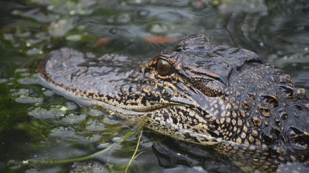 oamenii-de-stiinta-au-dezvaluit-o-reptila-veche-de-240-de-milioane-de-ani--comparata-cu-un-dragon-chinezesc_50895200