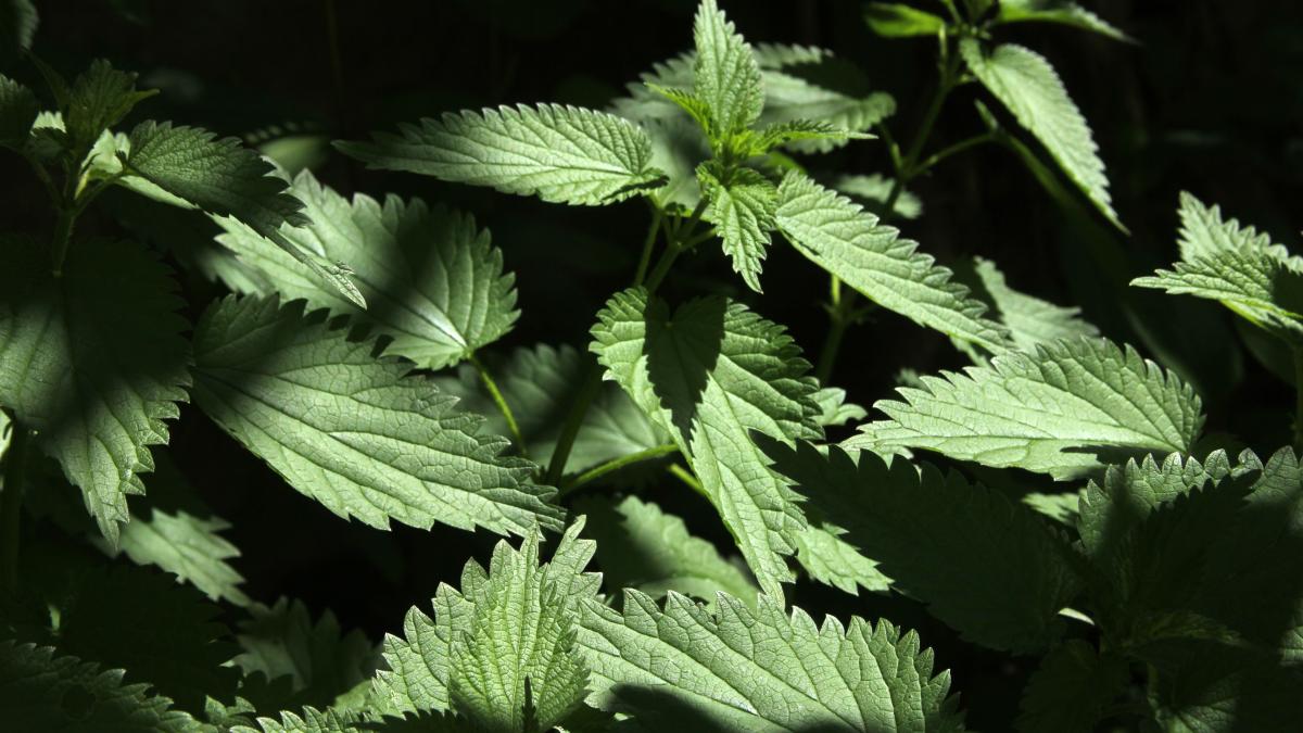 dan-negru--uimit-de-pretul-urzicilor-prc-e2prc-80prc-9de-o-afacereprc-e2prc-80prc-9d_14945000