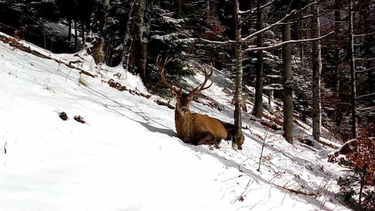 cerb-lumina-vitamina-d_40336500