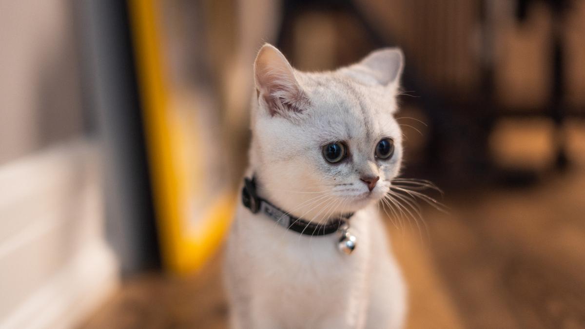 pisica-domestic-white_68124200