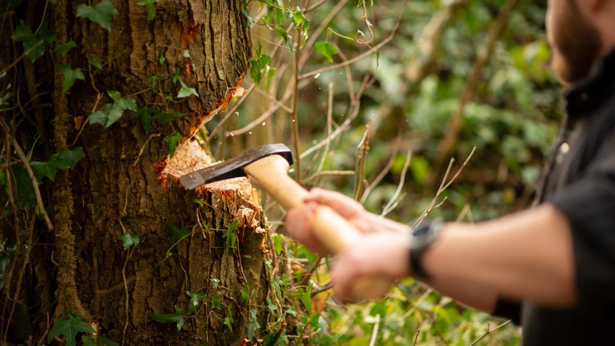 taierea-pomilor-interzisa_36518200