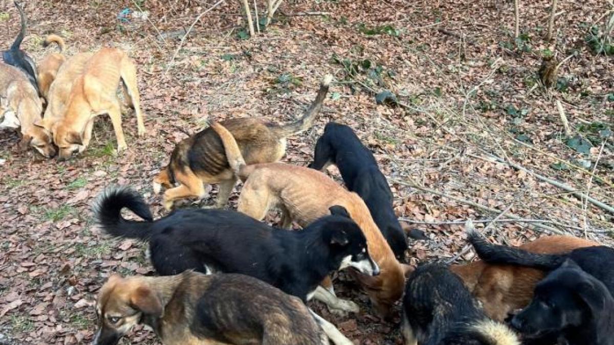 peste-70-de-caini-aflati-in-pericol--salvati-de-politisti-hunedoreni---------------------------------------------------------------------------------------------------------------------------3_82572400