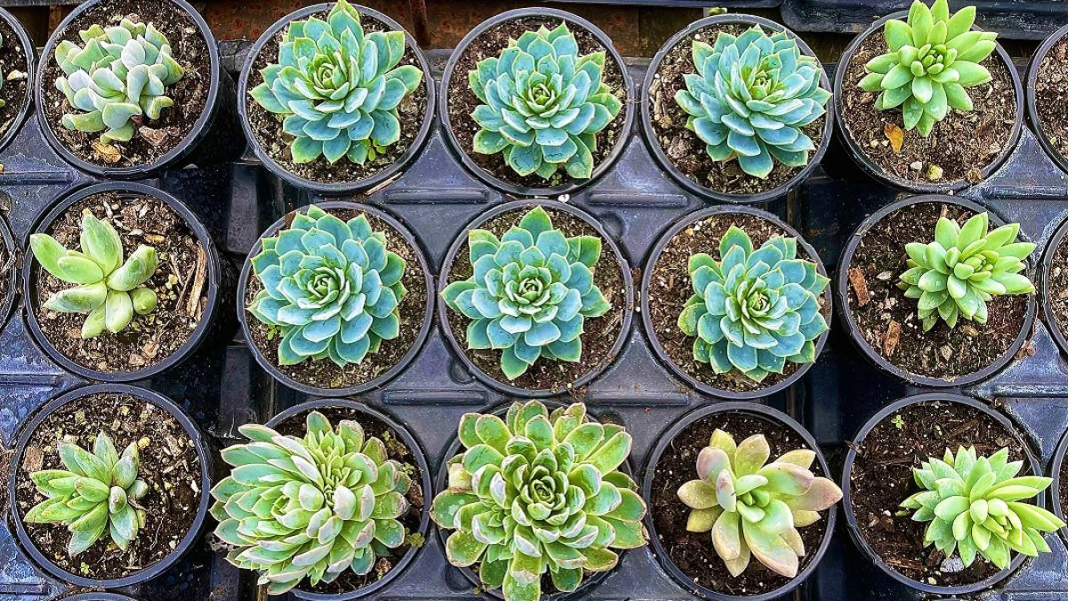 plantele-suculente-eleganta-intr-o-forma-inedita_31613800