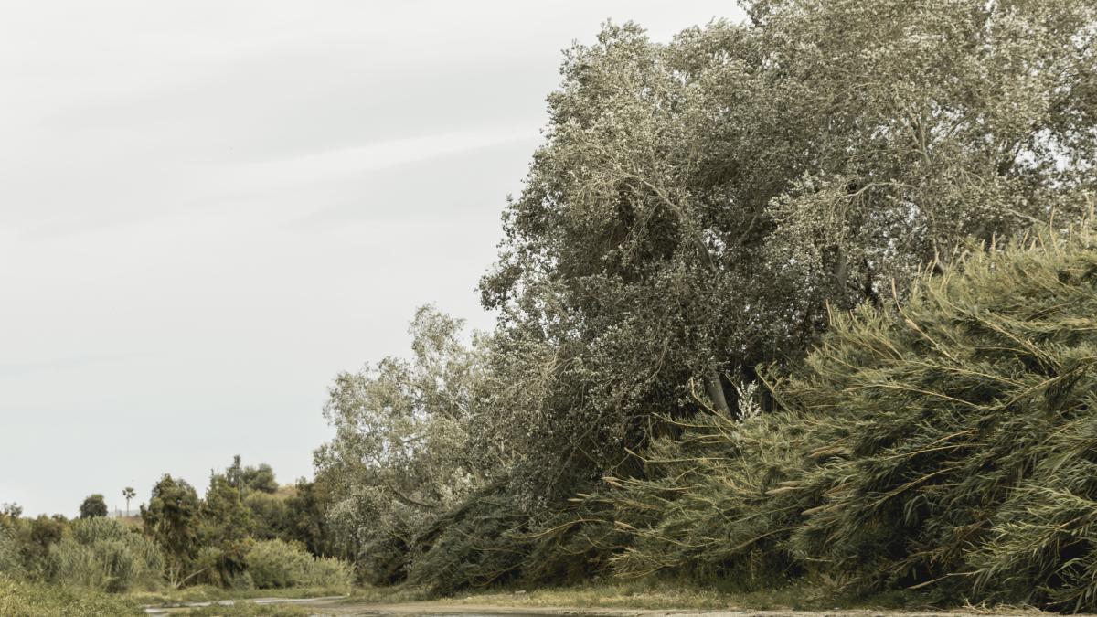 rafale-de-vant-de-pana-la-90-kmh--alerta-meteo-pana-vineri-la-pranz_83194200