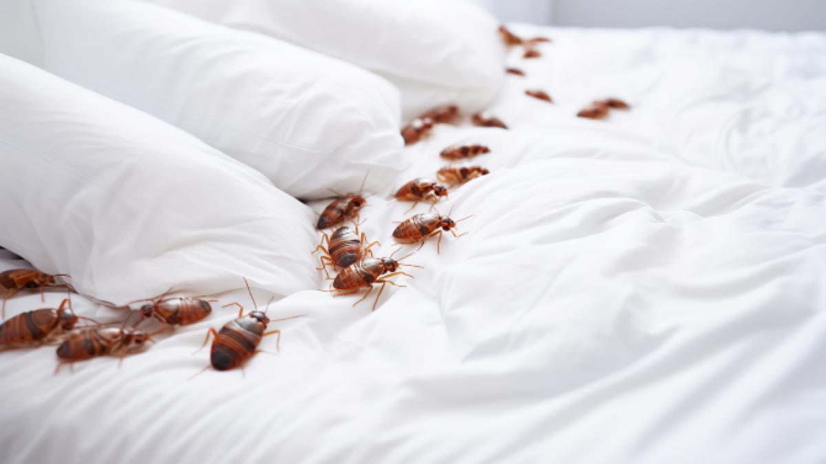 plosnite-franta-rusia_83417400