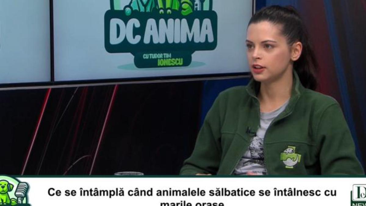 dcanima-prima-editie_93124700