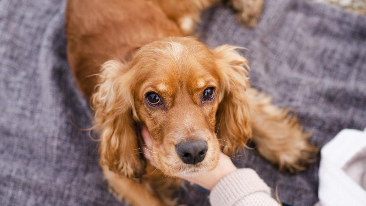 caine-raceala_77928000