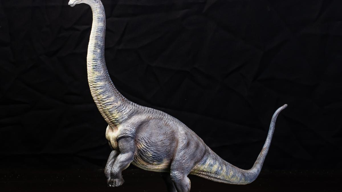 brontosaurus_74790500