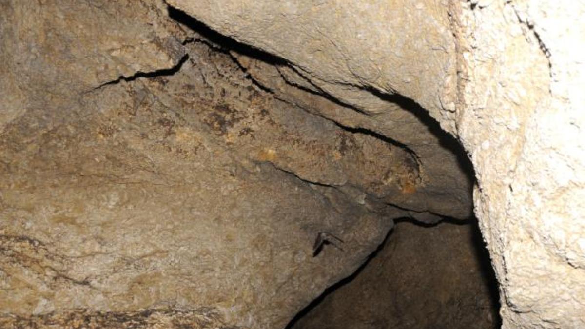 liliac-agerpres_3931271_11093700