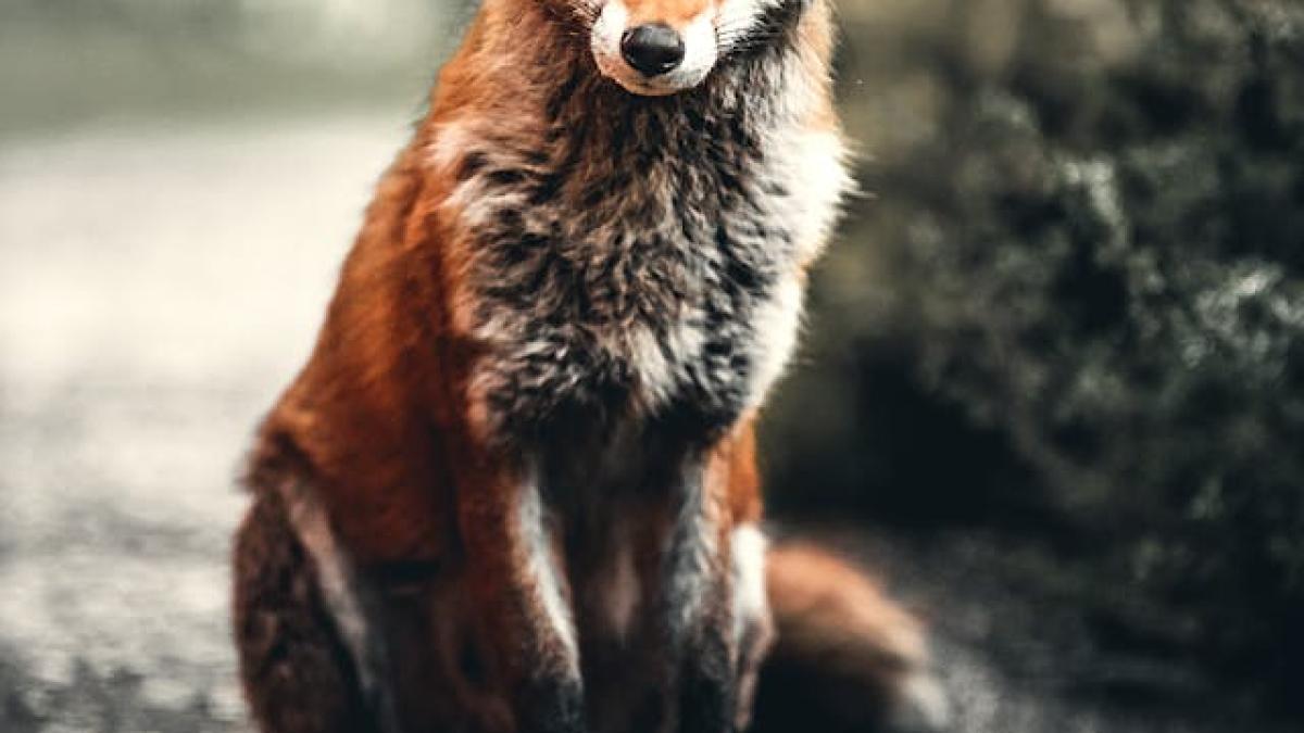 vulpe-pexels_90187300