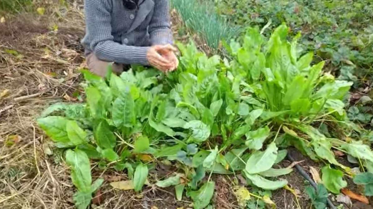 macris-beneficii_24391500