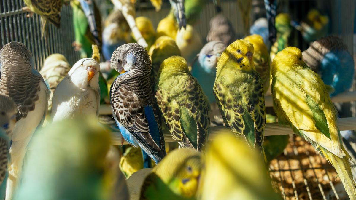 avertisment-oms--prc-e2prc-80prc-9dboala-papagaluluiprc-e2prc-80prc-9d--raspandire-alarmanta-in-randul-oamenilor--in-europa_76662000