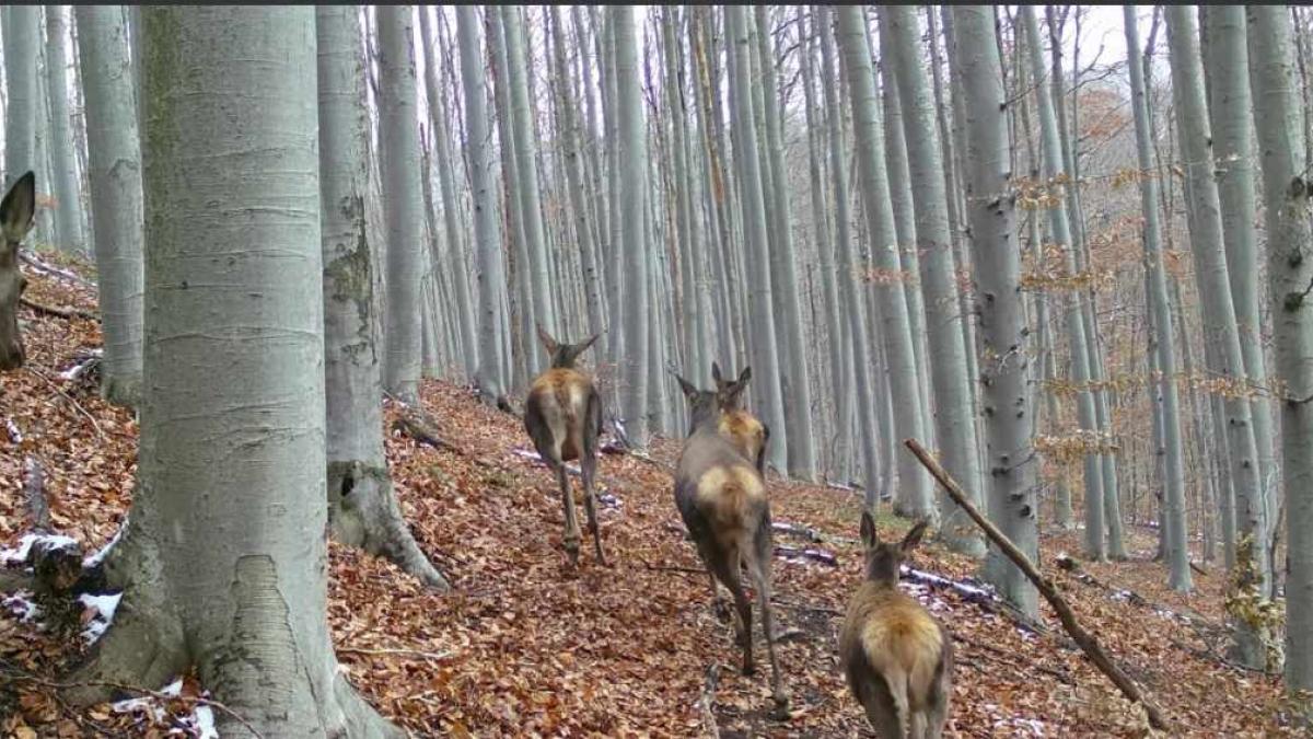 ciute-romsilva_33098100