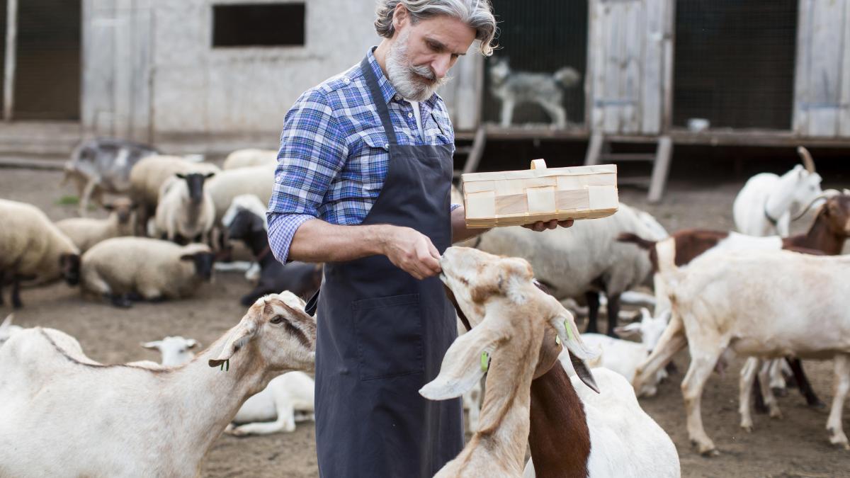 fermieri-oi-capre_44070400