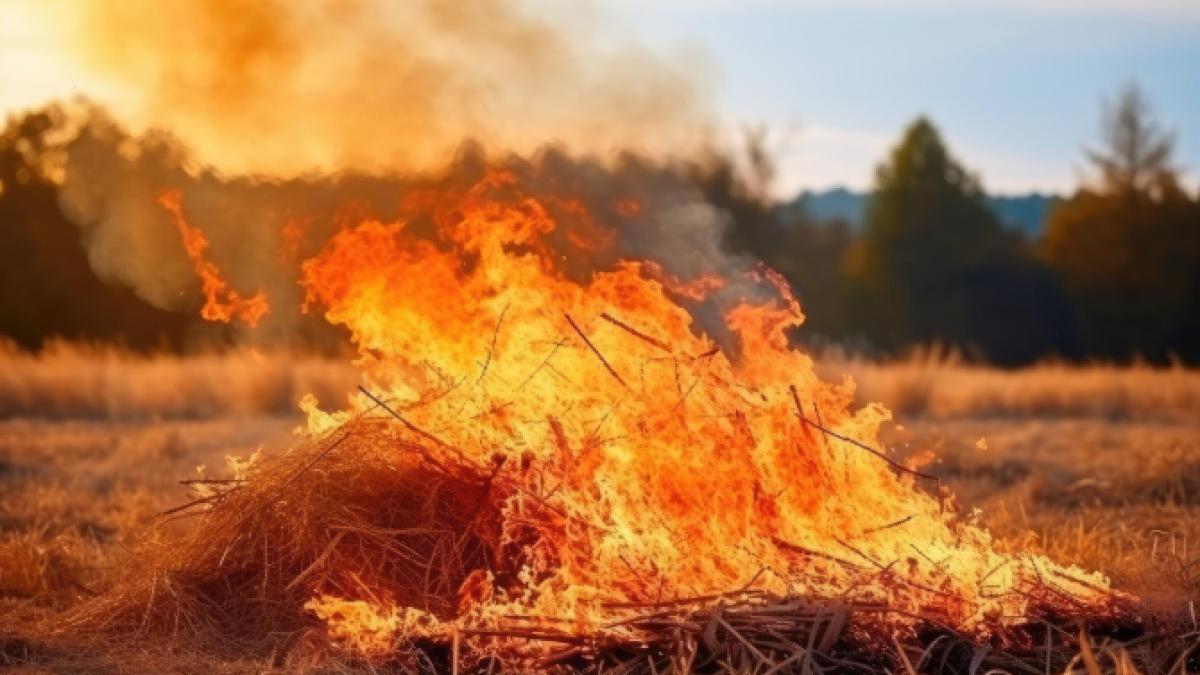 incendiu-de-vegetatie-uscata-si-stuf-la-baldovinesti--circulatia-pe-dn-2b--oprita-din-cauza-vizibilitatii-reduse_47937100