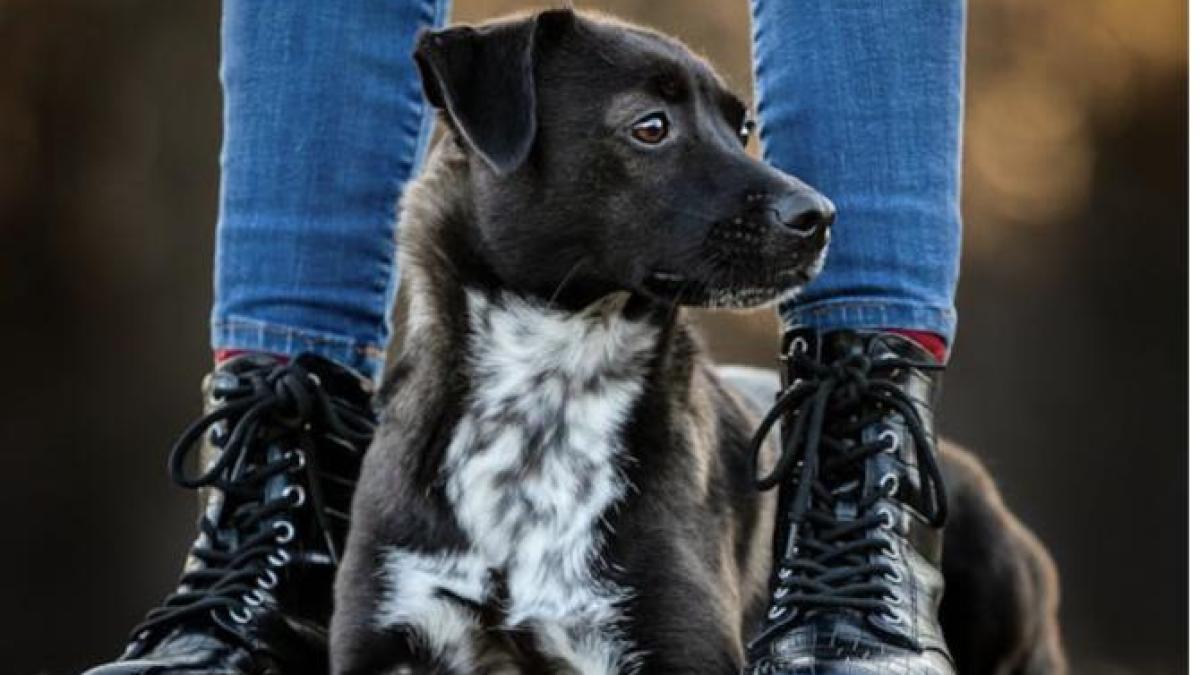 caine-animal-vaccinare_77717700