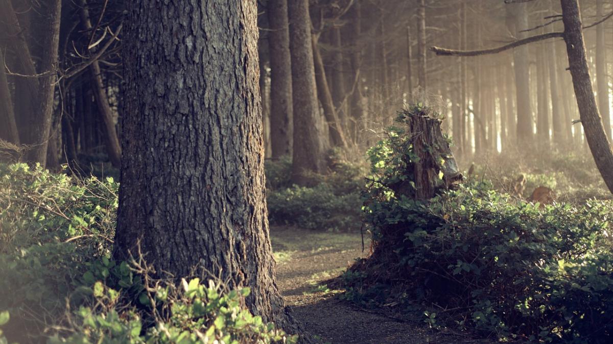 caprioara-alba-jandarmi_07773300