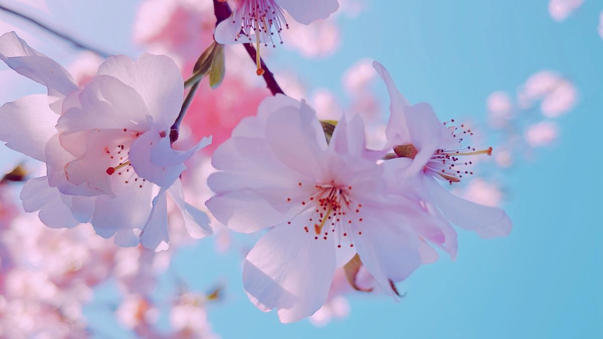 vremea-pana-pe-24-martie-2024_41160300