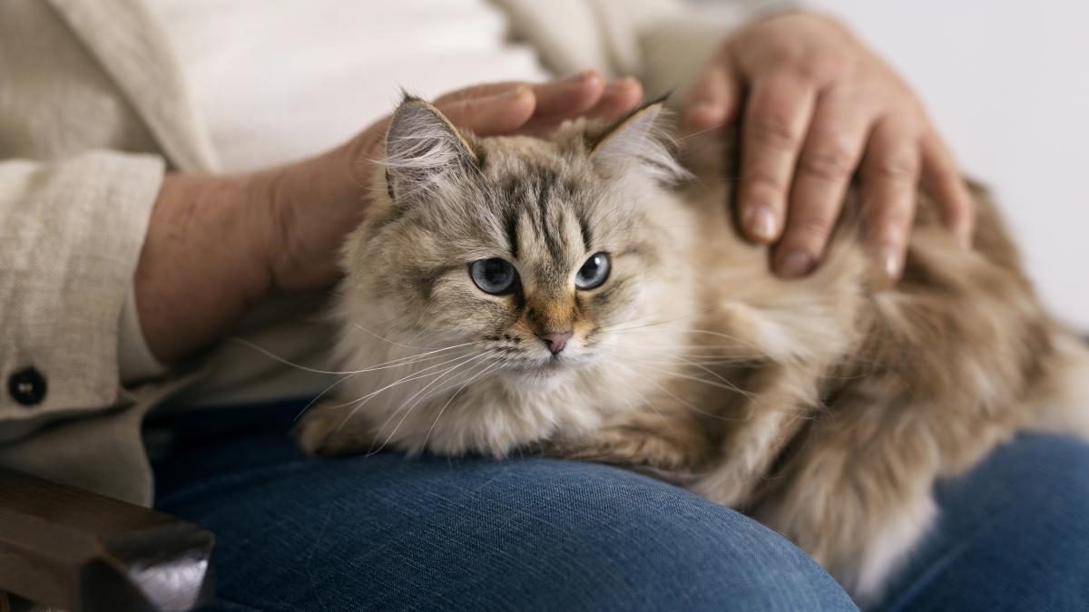 pisica-petting_58128500