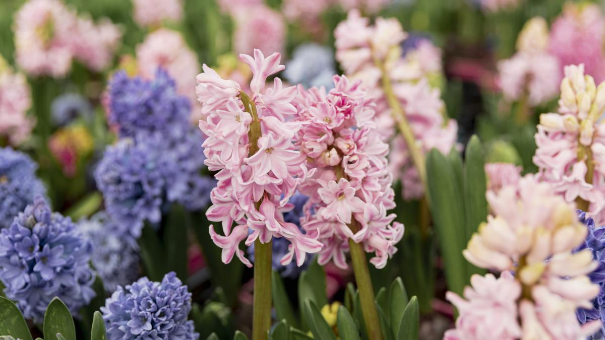 cum-si-cand-se-planteaza-zambilele_40450300