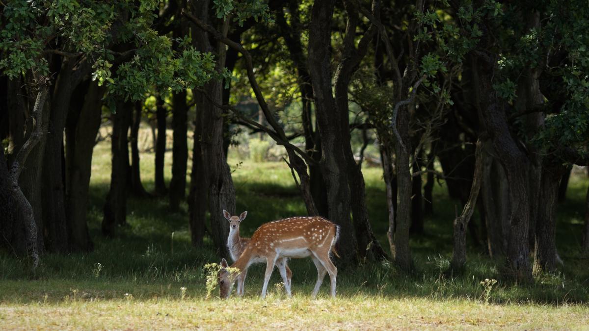 caprioare-in-parc_47997100