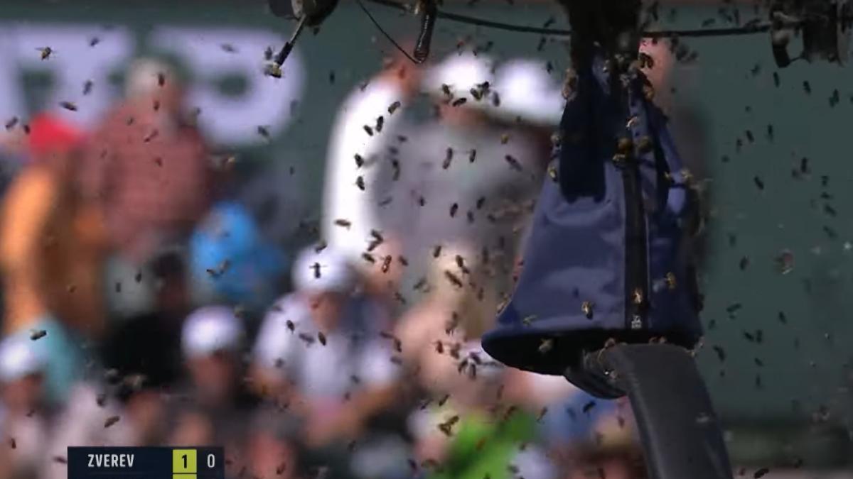 albine-pe-teren_20066500