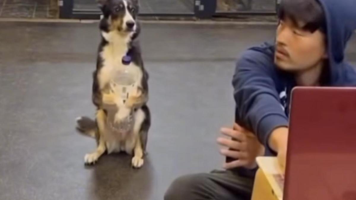 caine-cu-sticla-intre-labe_11765500