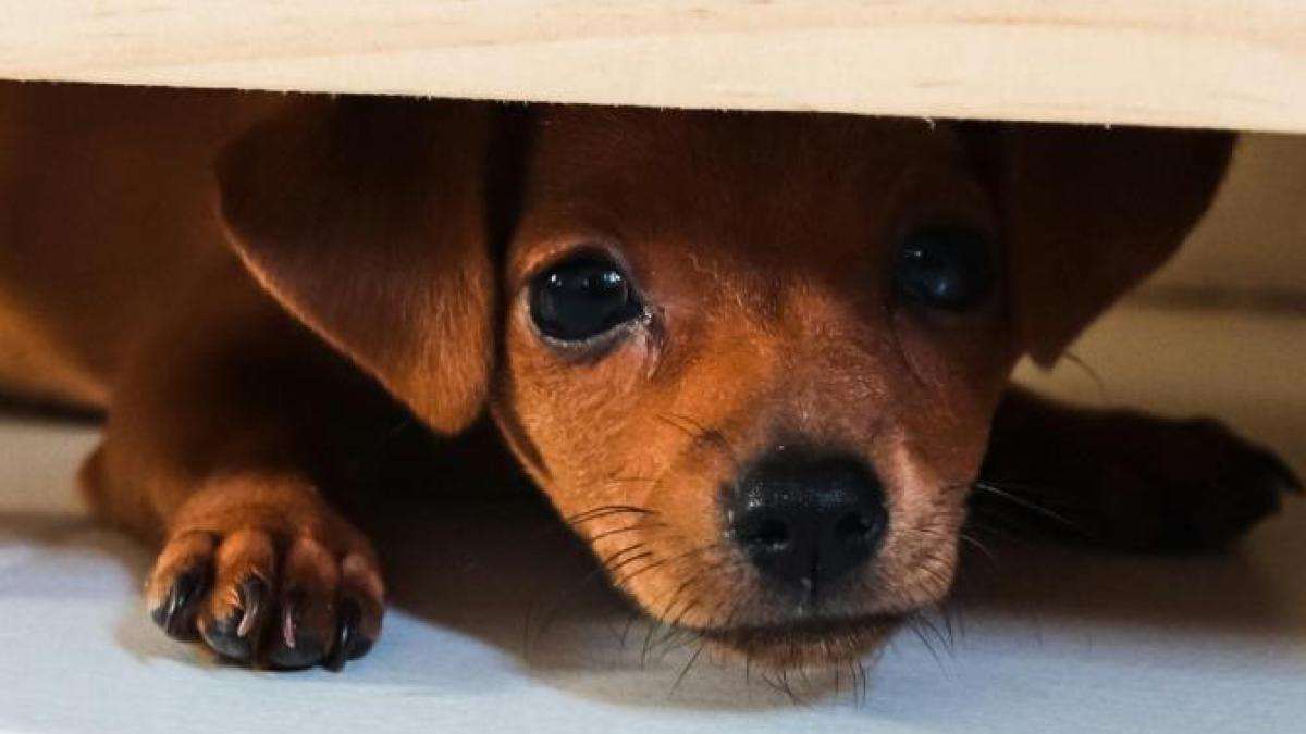 caine-catelus-ilustrativ-pexels_83701500