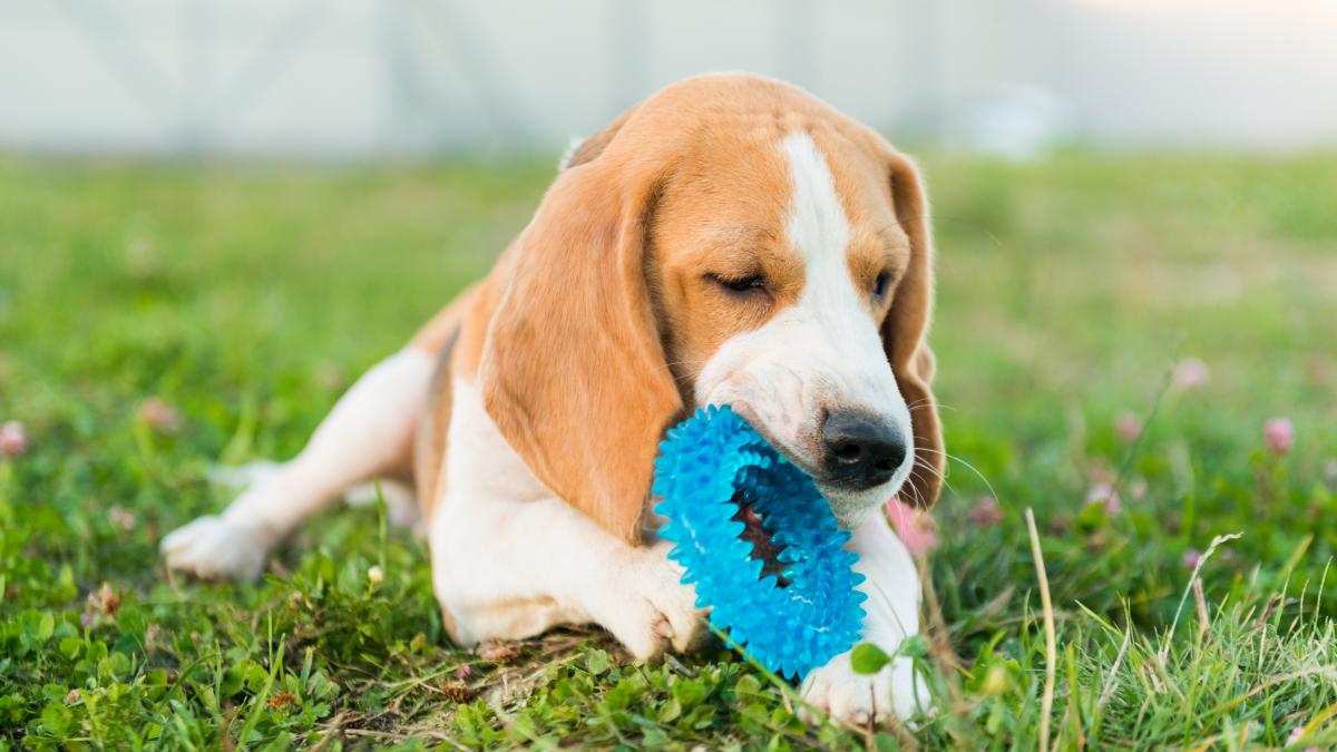 caine-beagle-jucarie_21029900