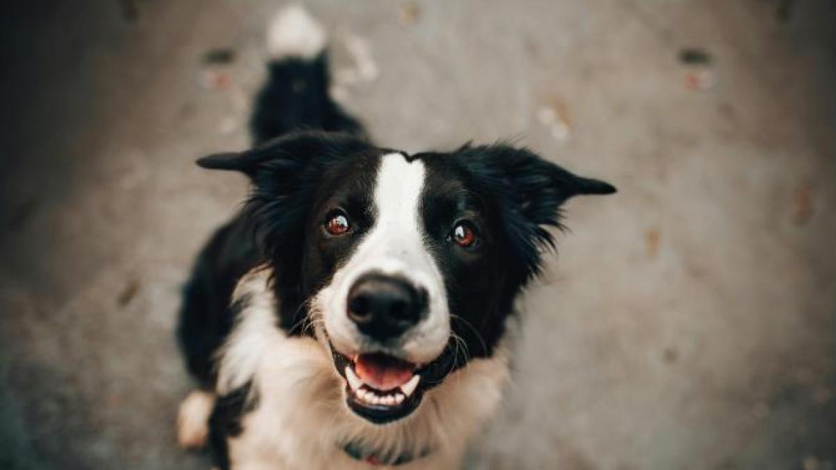 border-collie-caine-ilustrativ-catel-pexels_60095600