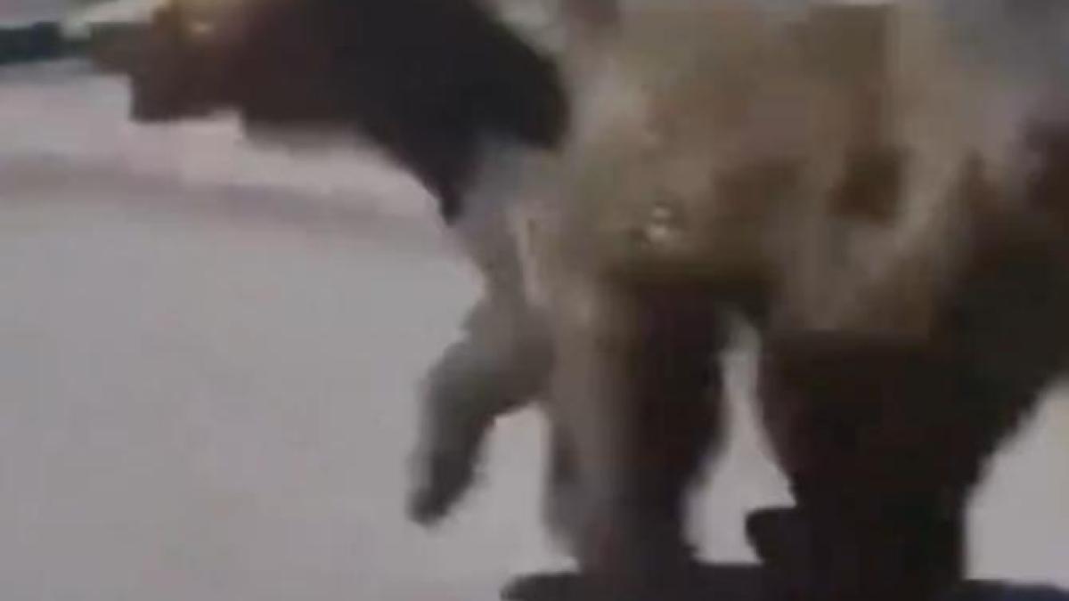 urs-slovacia_15562700