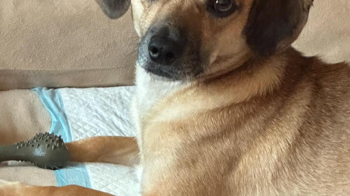 caine-pierdut-in-bucuresti--zona-diham---bd--chisinau---piata-delfinului--recompensa-de-pana-la-1-500-de-lei-pentru-patrocle_65189300