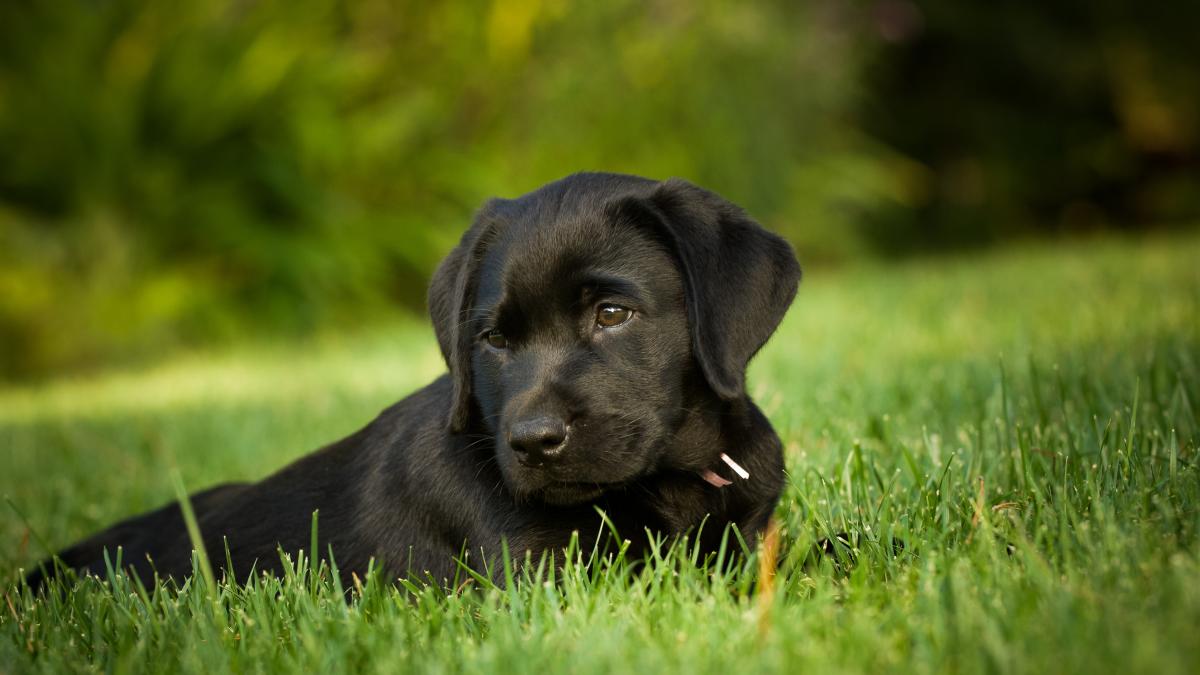 caine-labrador-cute_15606600