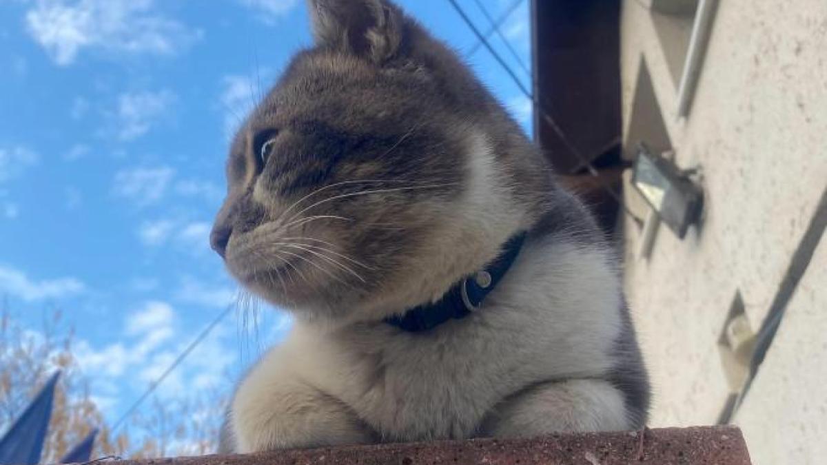 pisica-arhiva-mea_57926500