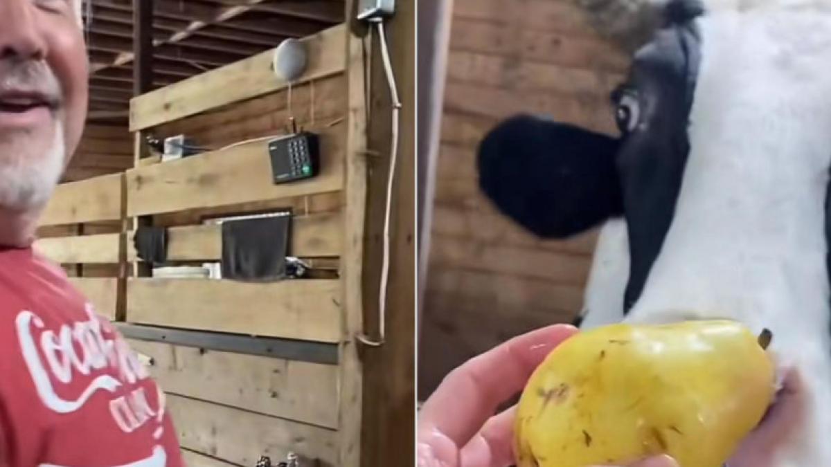 vaca-pretentioasa_48268600