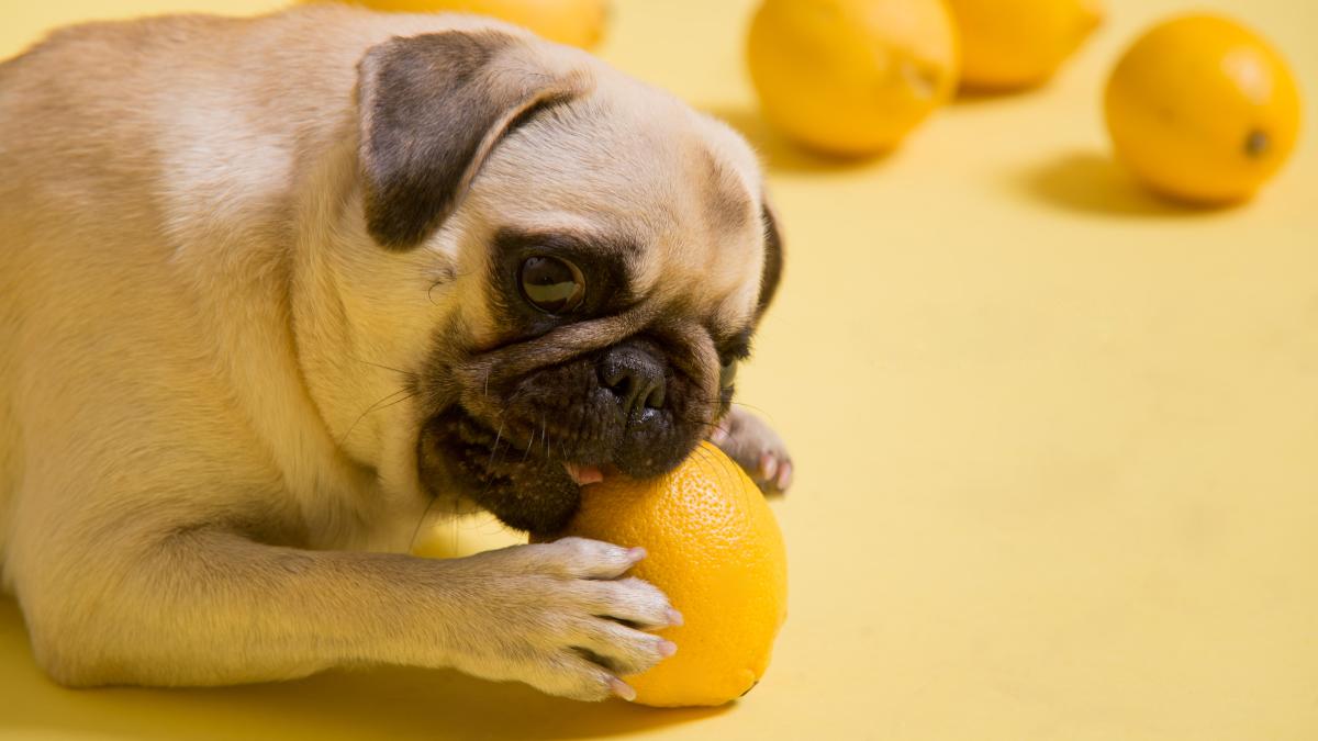 caine-lamai_91639200