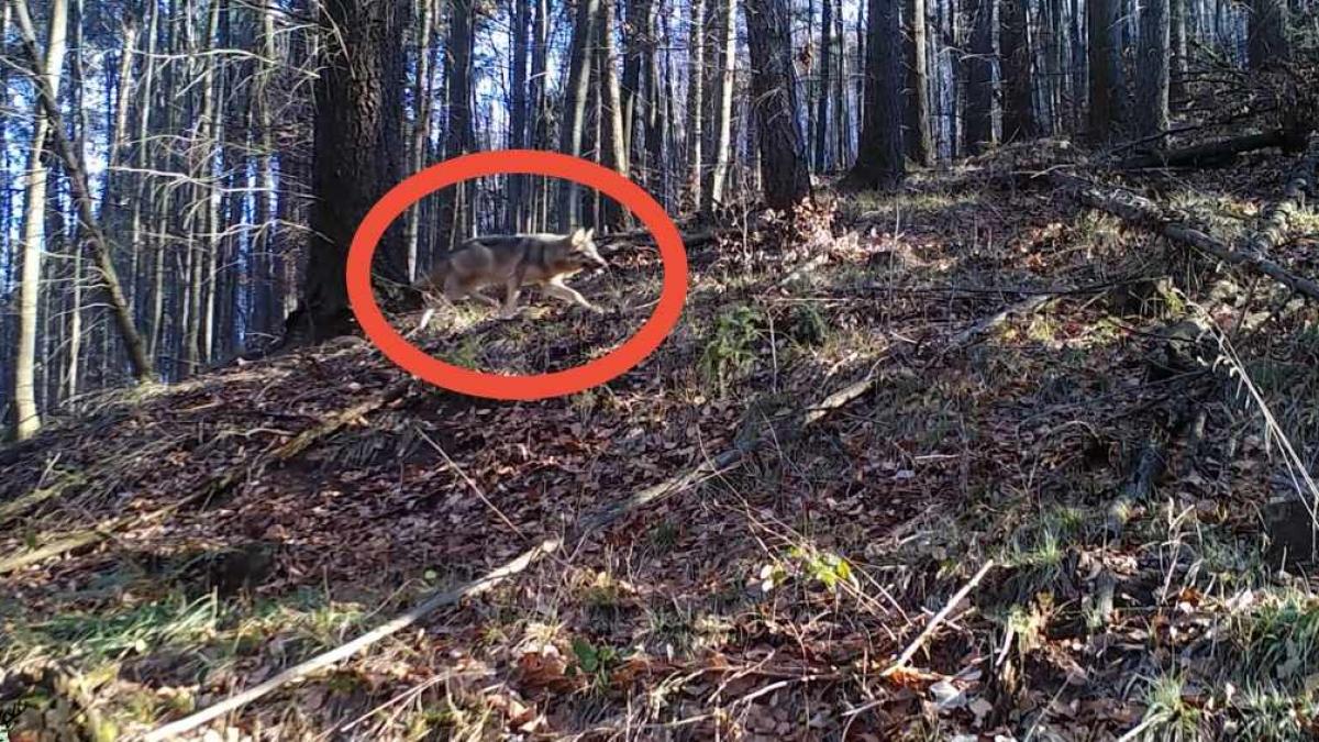 romsilva-lup_91721200